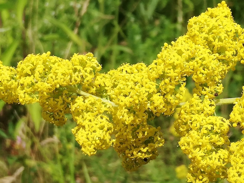 Echtes Labkraut, Kräuterwanderung im Burgenland