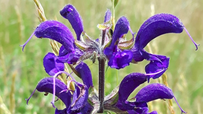 Wiesensalbei, Kräuterwanderung im Burgenland