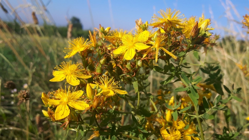 Johamnniskraut, Kräuterwanderung im Juni