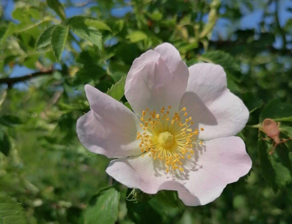 Heckenrose auf der Purbacher Heide